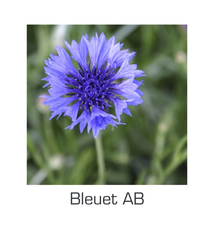 BLEUET AB