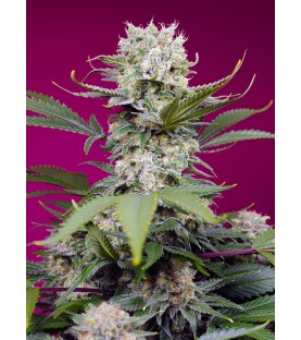 Sweet Mandarine Zkittlez XL Auto® 3+1 graines