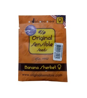 Original Sensi Banana Sherbet 3 graines