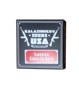 Kalashnikov Sibereian Gorilla Auto 3 graines