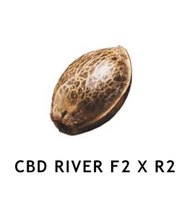 Graines Féminisées  CBD RIVER F2 x R2  SeedCollection