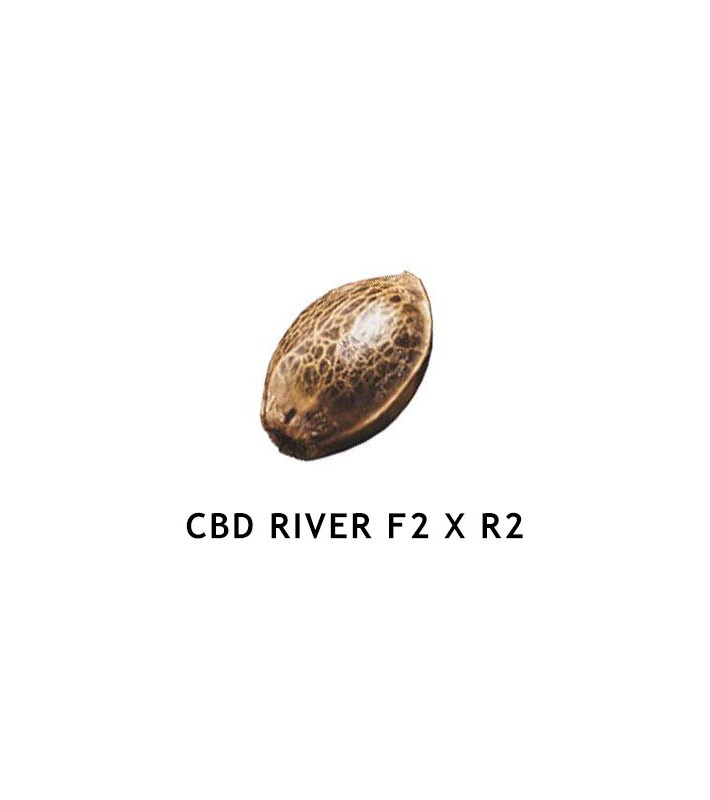 Graines Féminisées  CBD RIVER F2 x R2  SeedCollection