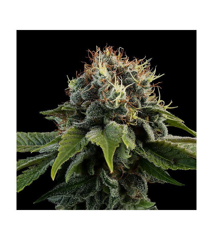 Graines Féminisées  CBD 20% SIX KUSH SeedCollection