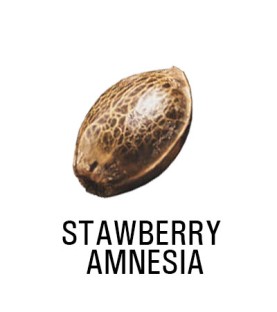 Graines Féminisées   THC STRAWBERRY AMNESIA  SeedCollection