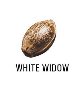 Graines Féminisées   THC WHITE WIDOW  SeedCollection