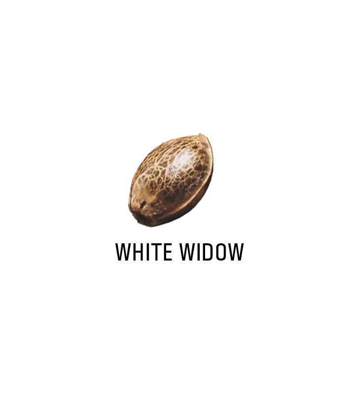 Graines Féminisées   THC WHITE WIDOW  SeedCollection